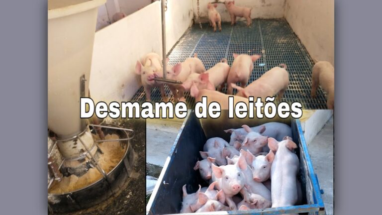Desmame Eficiente com Vinagre: Métodos e Dicas