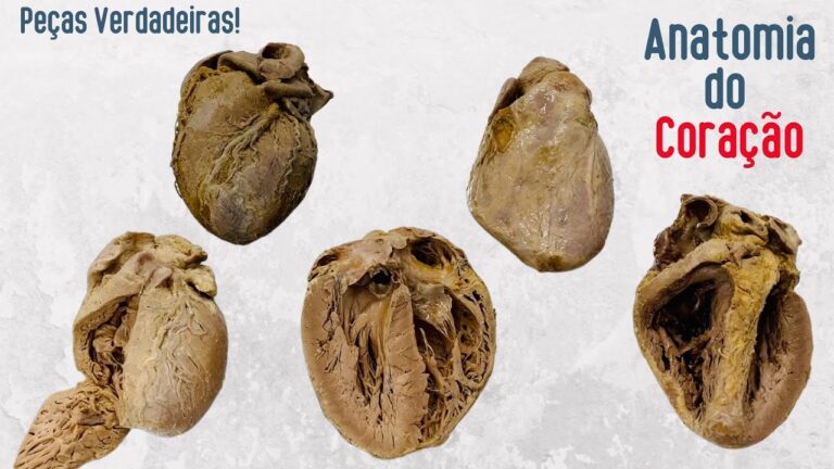 A Fascinante Estrutura do Cora&ccedil;&atilde;o Humano Real