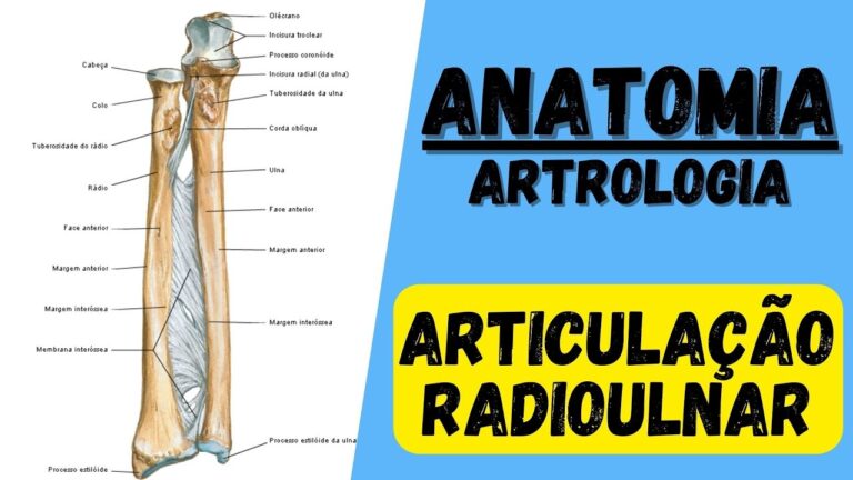 Articulação Radioulnar Proximal: Funções e Importância na Mobilidade do Cotovelo