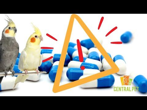 Dose de Prednisolona para Aves: Guia Prático