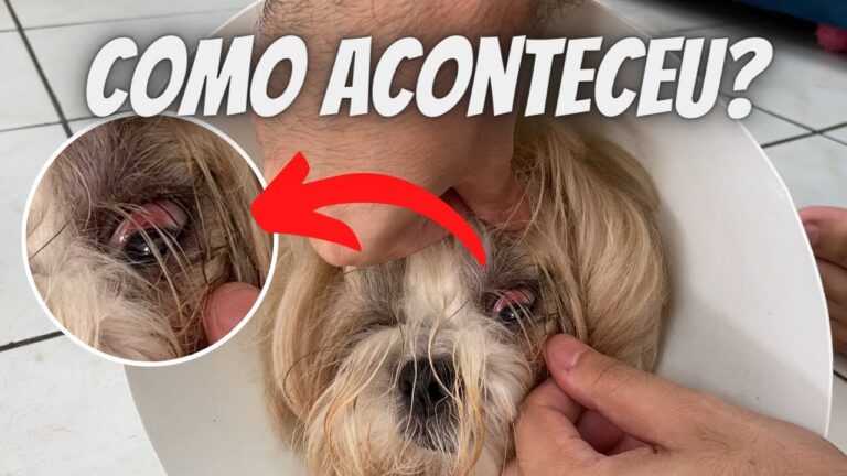Causas e Cuidados para Sangue no Olho do Cachorro