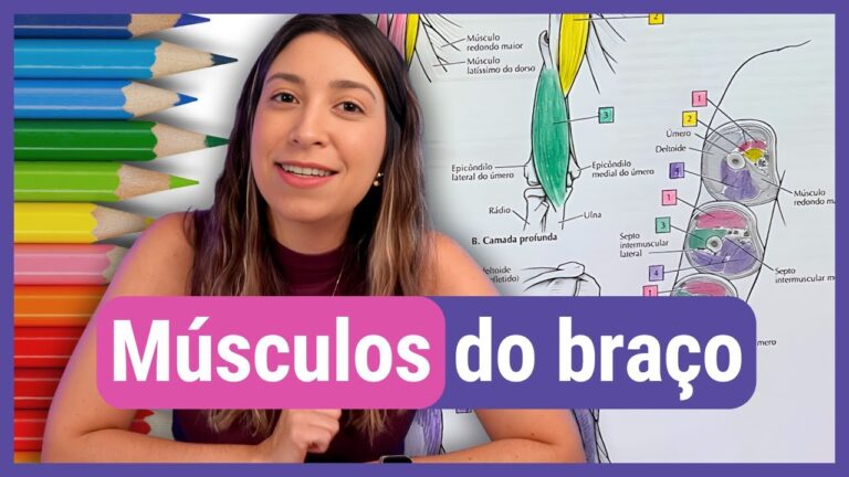 Explorando a Anatomia do Braço