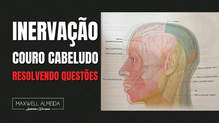 Entendendo as Camadas do Couro Cabeludo