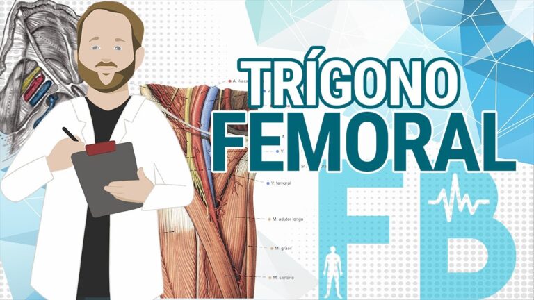 Entendendo a Bainha Femoral: Função e Importância na Anatomia Humana