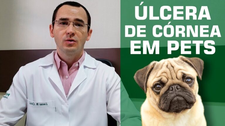 Cicatriza&ccedil;&atilde;o de &Uacute;lcera de C&oacute;rnea em C&atilde;es